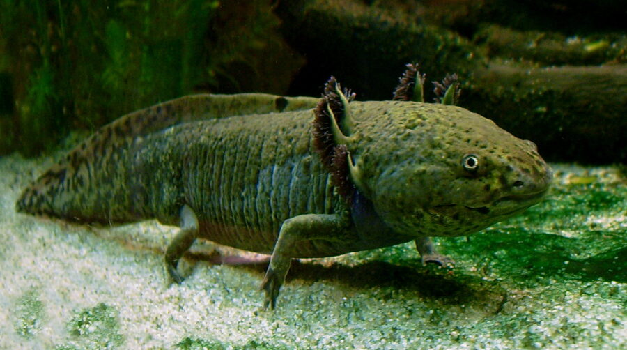 Axolotl — a species supported by HabitatHalo