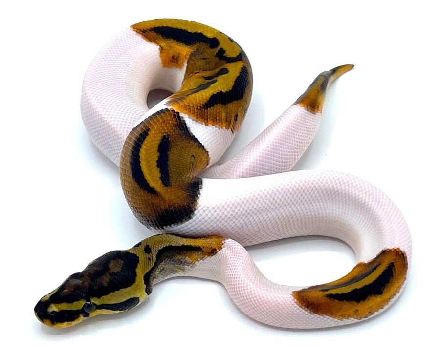 Ball python — a species supported by HabitatHalo