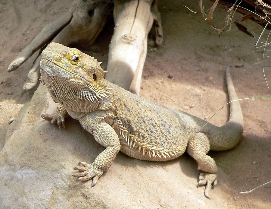 Bearded dragon — a species supported by HabitatHalo