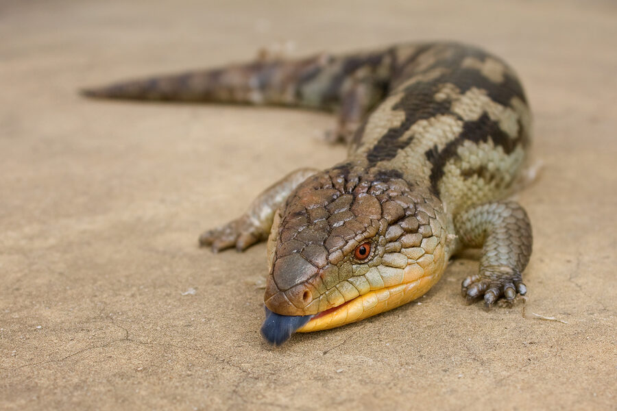 Blue-tongue skink — a species supported by HabitatHalo