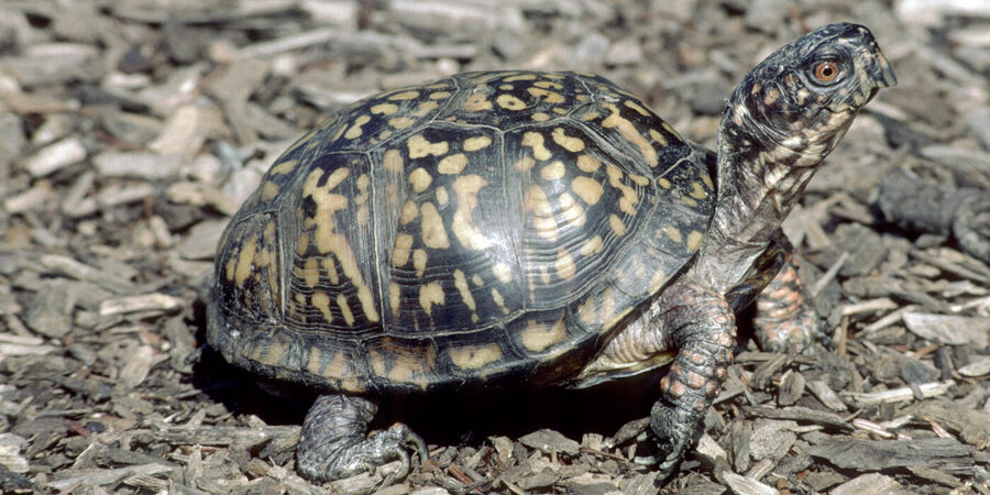 Box turtle — a species supported by HabitatHalo