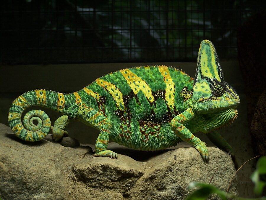 Chameleon — a species supported by HabitatHalo