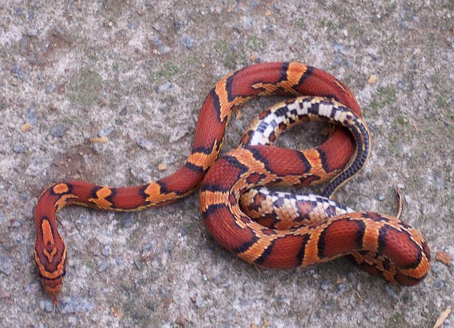 Corn snake — a species supported by HabitatHalo