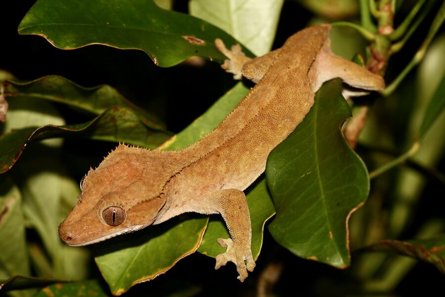 Crested gecko — a species supported by HabitatHalo