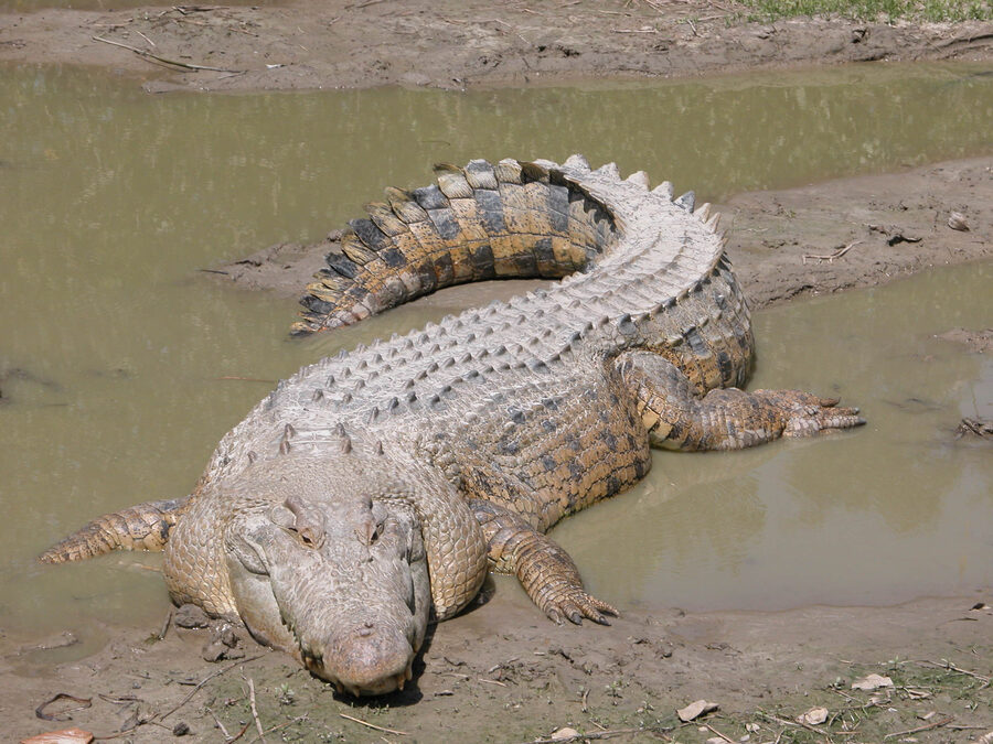 Managed institutional crocodilians — a species supported by HabitatHalo
