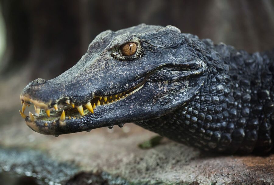 Dwarf caiman — a species supported by HabitatHalo