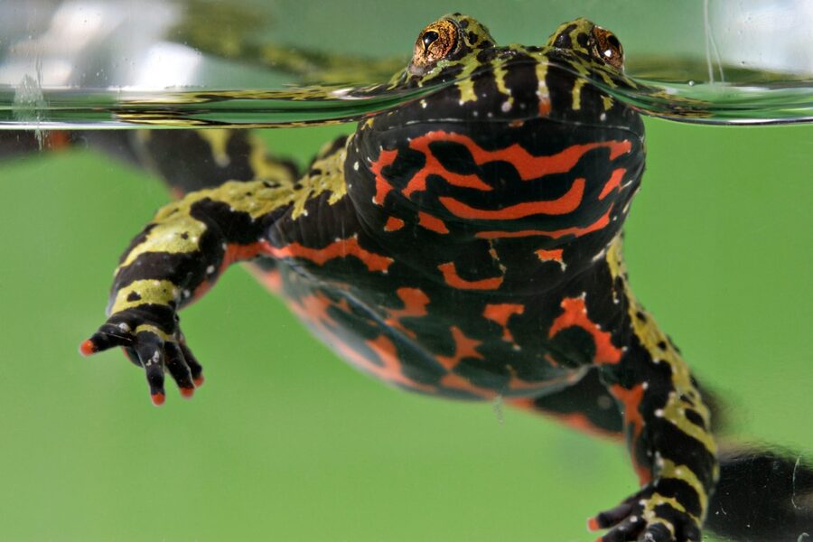 Fire-bellied toad — a species supported by HabitatHalo