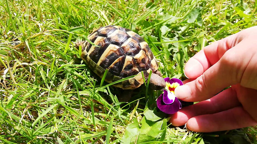 Hermann’s tortoise — a species supported by HabitatHalo
