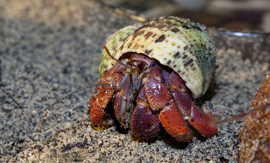 Land hermit crab — a species supported by HabitatHalo