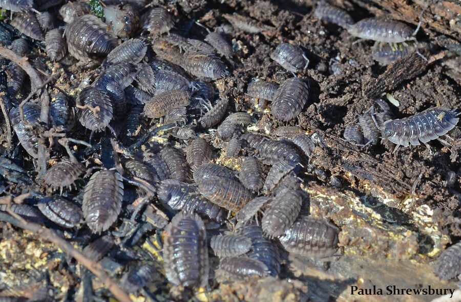 Isopods — a species supported by HabitatHalo