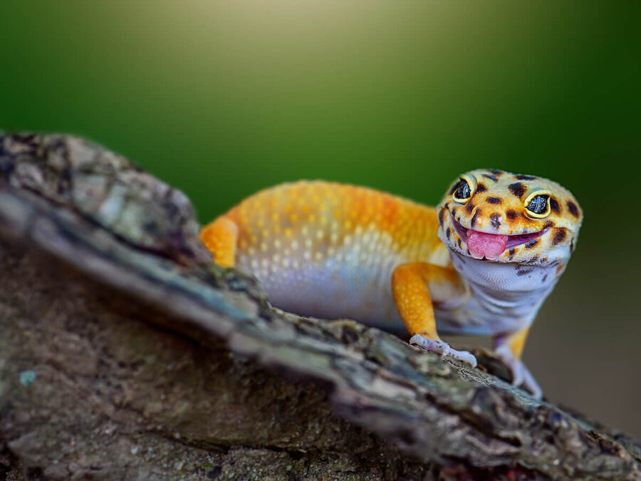 Leopard gecko — a species supported by HabitatHalo
