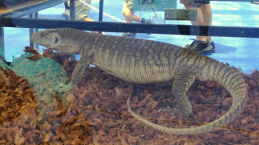Monitor lizard — a species supported by HabitatHalo