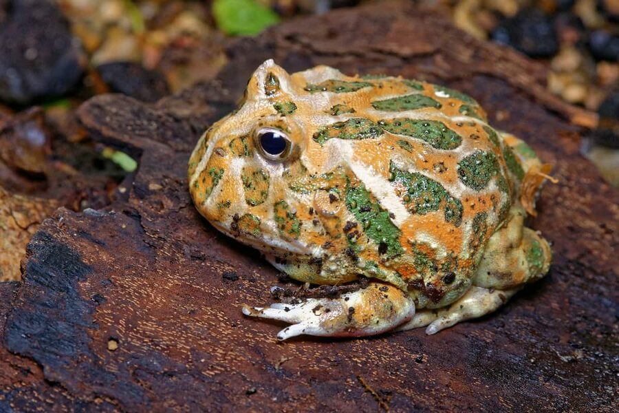 Pacman frog — a species supported by HabitatHalo