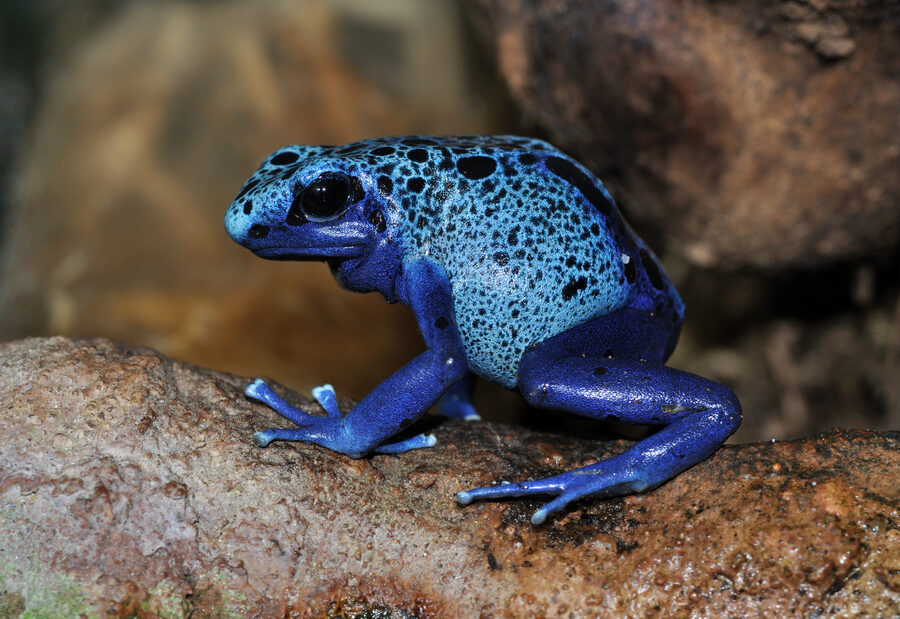 Poison dart frog — a species supported by HabitatHalo