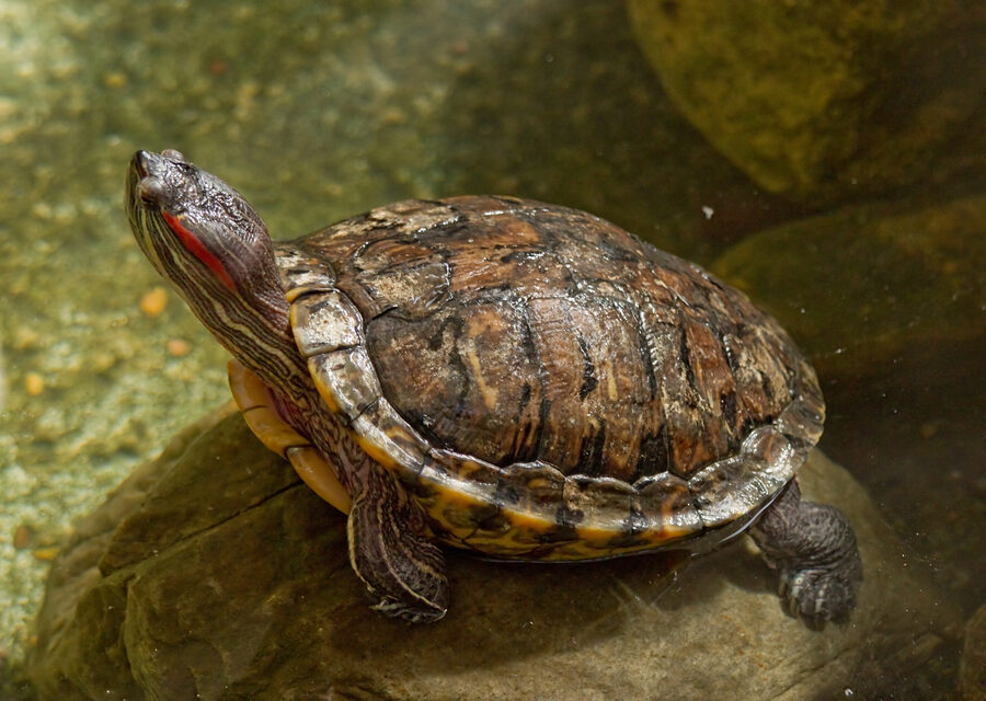 Red-eared slider — a species supported by HabitatHalo