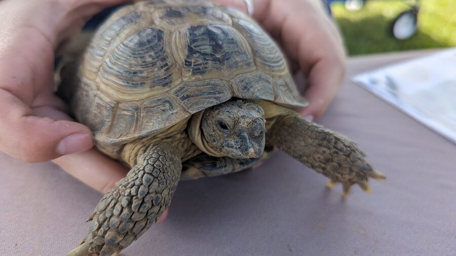 Russian tortoise — a species supported by HabitatHalo