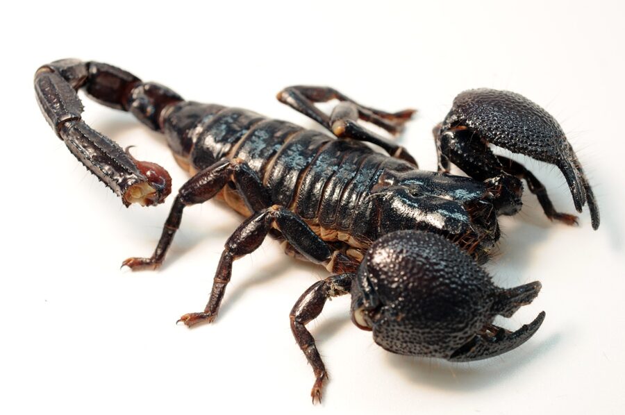 Scorpion — a species supported by HabitatHalo
