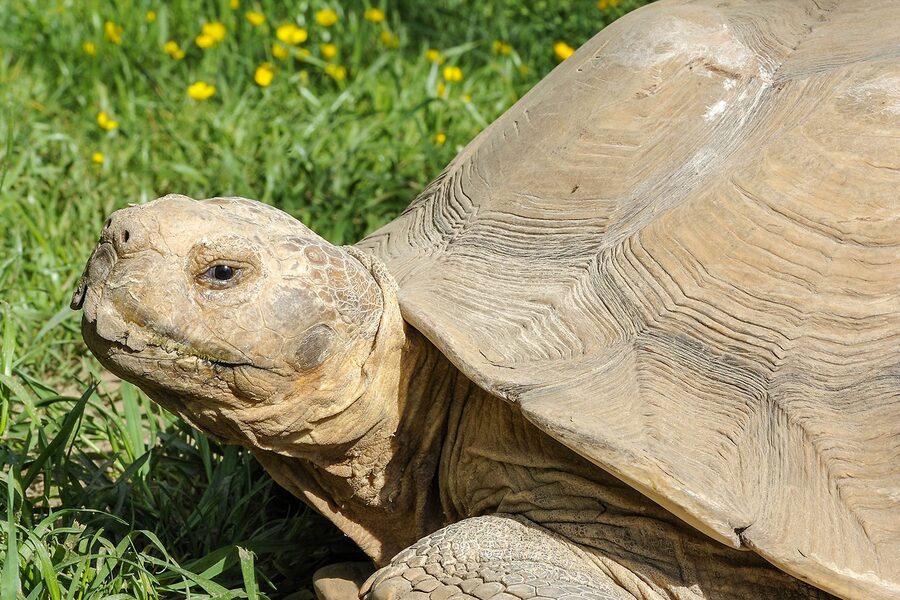 Sulcata tortoise — a species supported by HabitatHalo