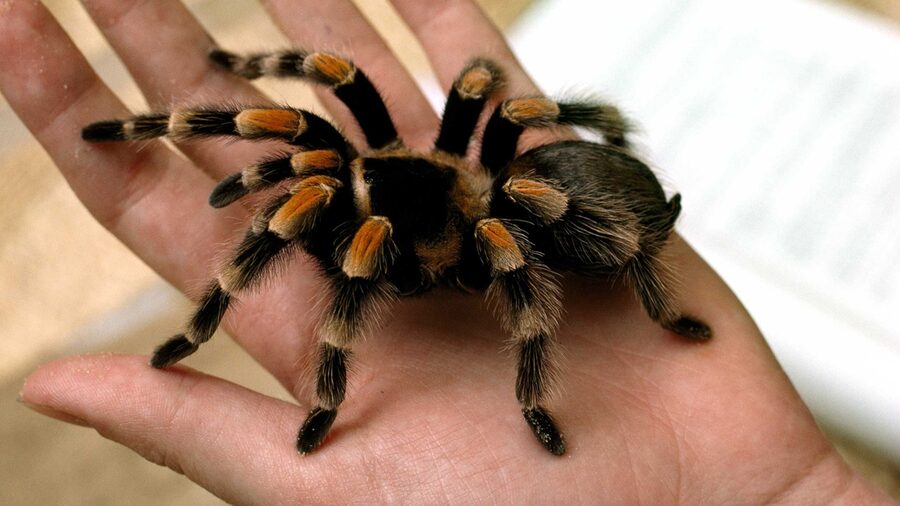 Tarantula — a species supported by HabitatHalo