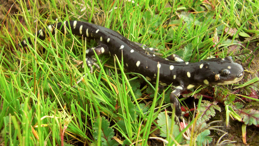 Tiger salamander — a species supported by HabitatHalo