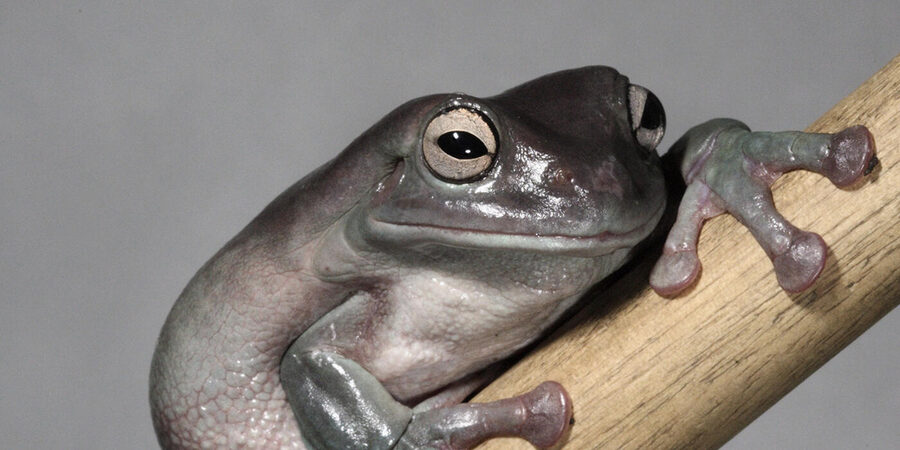 White’s tree frog — a species supported by HabitatHalo